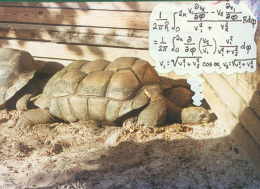 The Secret Life of Tortoises